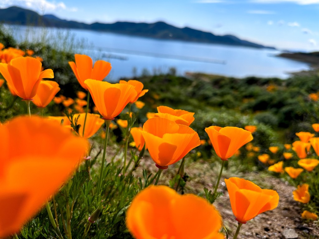 California Superbloom April&nbsp;2023